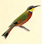 blue-breasted bee-eater (Merops variegatus)