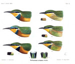 blue-breasted bee-eater (Merops variegatus), cinnamon-chested bee-eater (Merops oreobates)