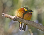 cinnamon-chested bee-eater (Merops oreobates)