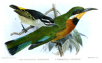 ...cinnamon-chested bee-eater (Merops oreobates), yellow-rumped tinkerbird (Pogoniulus bilineatus j