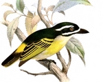 yellow-rumped tinkerbird (Pogoniulus bilineatus)