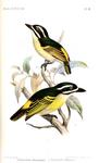 ...reus), yellow-rumped tinkerbird (Pogoniulus bilineatus)