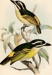 ...reus), yellow-rumped tinkerbird (Pogoniulus bilineatus)