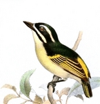 yellow-throated tinkerbird (Pogoniulus subsulphureus)