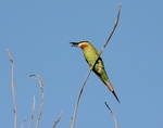 Madagascar bee-eater, olive bee-eater (Merops superciliosus)