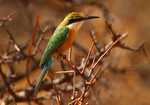 Somali bee-eater (Merops revoilii)