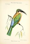 Somali bee-eater (Merops revoilii)