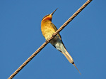 blue-tailed bee-eater (Merops philippinus)