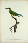 blue-tailed bee-eater (Merops philippinus)