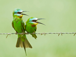 blue-cheeked bee-eater (Merops persicus)