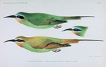 blue-cheeked bee-eater (Merops persicus)