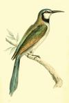 blue-cheeked bee-eater (Merops persicus)