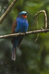 blue-headed bee-eater (Merops muelleri)