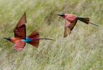 southern carmine bee-eater (Merops nubicoides)