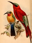 ...Merops bullockoides bullockoides (White-fronted Bee-eater), Merops nubicoides (Southern Carmine 