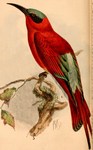 southern carmine bee-eater (Merops nubicoides)