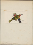 white-fronted bee-eater (Merops bullockoides)