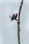 rosy bee-eater (Merops malimbicus)