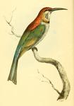 chestnut-headed bee-eater (Merops leschenaulti)