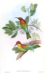 chestnut-headed bee-eater (Merops leschenaulti)