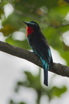 black bee-eater (Merops gularis)