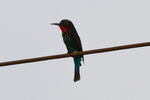 black bee-eater (Merops gularis)