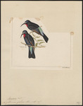 black bee-eater (Merops gularis)
