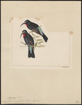 black bee-eater (Merops gularis)