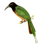 black-headed bee-eater (Merops breweri)