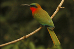 red-throated bee-eater (Merops bulocki)