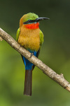 red-throated bee-eater (Merops bulocki)