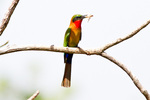 red-throated bee-eater (Merops bulocki)