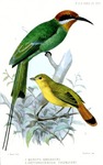 Böhm's bee-eater (Merops boehmi), Livingstone's flycatcher (Erythrocercus livingstonei)