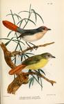 chestnut-capped flycatcher (Erythrocercus mccallii), Livingstone's flycatcher (Erythrocercus liv...
