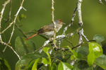 chestnut-capped flycatcher (Erythrocercus mccallii)