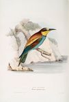 European bee-eater (Merops apiaster)