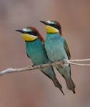 European bee-eater (Merops apiaster)