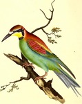 European bee-eater (Merops apiaster)