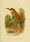 European bee-eater (Merops apiaster)