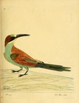 European bee-eater (Merops apiaster)