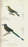 European bee-eater (Merops apiaster), Amazonian motmot (Momotus momota)