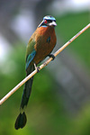 Amazonian motmot, blue-crowned motmot (Momotus momota)