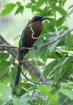 Amazonian motmot, blue-crowned motmot (Momotus momota)