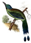 Amazonian motmot, blue-crowned motmot (Momotus momota)