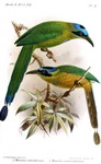 Amazonian motmot, blue-crowned motmot (Momotus momota)