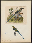 Amazonian motmot, blue-crowned motmot (Momotus momota)