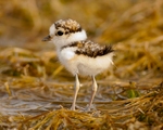 little ringed plover (Charadrius dubius) chick