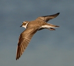 little ringed plover (Charadrius dubius)