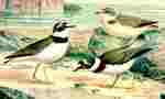 little ringed plover (Charadrius dubius)