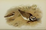 little ringed plover (Charadrius dubius)